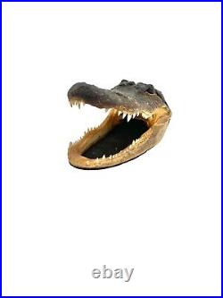 Alligator Taxidermy Head in Wood Glass Display Case Vintage Home Decor Gift