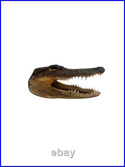 Alligator Taxidermy Head in Wood Glass Display Case Vintage Home Decor Gift