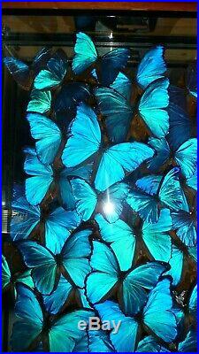 Butterflies Morpho Didius, Menelaus, Adonis, Rhetnor large glass case, taxidermy