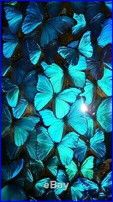 Butterflies Morpho Didius, Menelaus, Adonis, Rhetnor large glass case, taxidermy