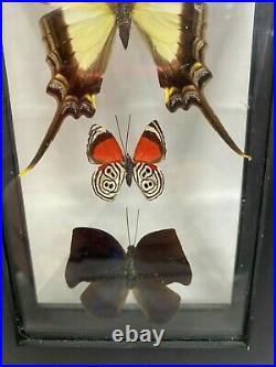 Display Real butterfly Double Glass Shadow Box Wood Frame Case Taxidermy EUC