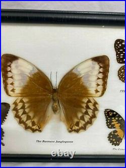 Display Real butterfly Glass Shadow Box Wood Frame Case Taxidermy EUC
