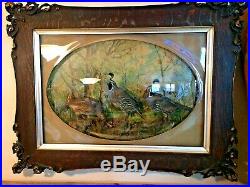 Early 1900 Ornate frame with a beveled glass with 3 CA quail mounted in case
