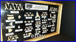 Fish & Repitle Fossils Displayed in Large Wood/Glass Display Case 19 X 11