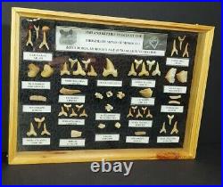 Fish and Reptile Fossils-Displayed in Medium Wood Glass Case