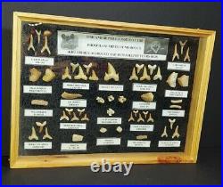 Fish and Reptile Fossils-Displayed in Medium Wood Glass Case