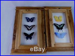 Lot of 2 Real Butterfly Display Case Framed Shadow Box Wood Wall Hanging