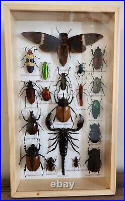 Rare MIX Insects Display Box In Wood Frame Behind Glass 8 By 13.75