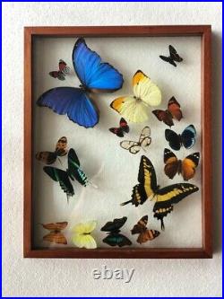 Real butterflies flying formation Blue Morpho plus 15 in glass case/cedar wood