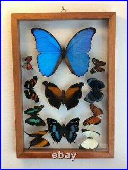 Real butterflies framed Blue Morpho plus 10 in glass case/cedar wood. A1 Quality