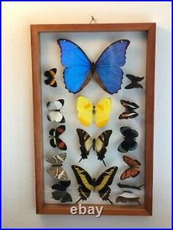 Real butterflies framed Blue Morpho plus 13 in glass case/cedar wood. A1 Quality