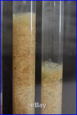 Victorian Zooplankton Study Display In Handblown Glass Tubing Set In Wood Case