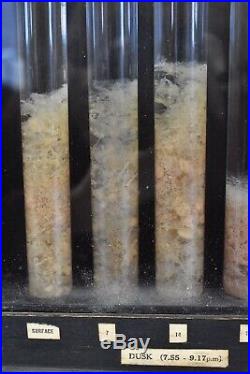Victorian Zooplankton Study Display In Handblown Glass Tubing Set In Wood Case