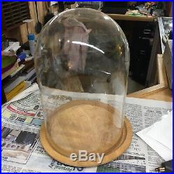 Vintage Baribo Maid (Canada) MCM Dome Glass Display Case with Wood Base
