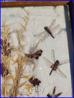 Vintage Dragonfly Insect Display Taxidermy in Wood Frame glass 14 x 17