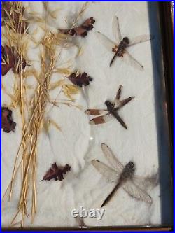 Vintage Dragonfly Insect Display Taxidermy in Wood Frame glass 14 x 17