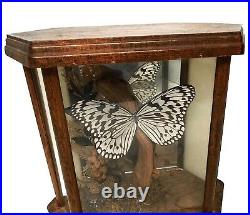 Vintage Large Tree Nymph Butterfly Taxidermy Glass Wood Display Case