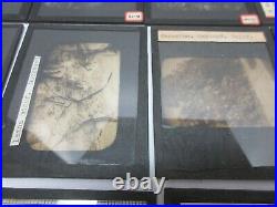 Vintage Lot of 42 Photo Glass Slides with wood case Systematic Botany