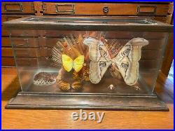 Vintage Mounted Butterflies, Moth, Flowers, Wood & Shell with Glass Display Case