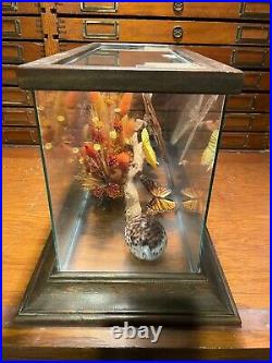 Vintage Mounted Butterflies, Moth, Flowers, Wood & Shell with Glass Display Case