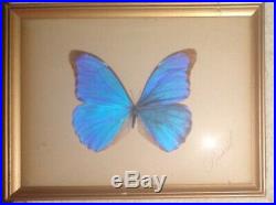 Vintage Taxidermy Blue Morpho Butterfly Brazil 10 Curved Glass Wood Frame